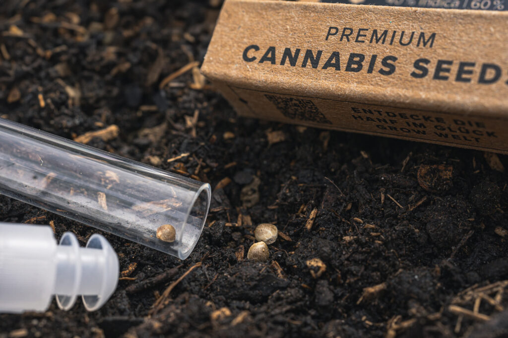 Premium Cannabis Samen von Hanf im Glück